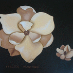 Magnolia // 