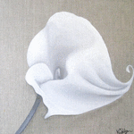 Arum lily // 