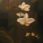 Vit phalaenopsis // 