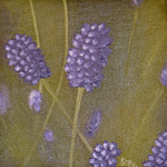 Lavendel // 20 x 20 cm