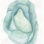 Spetskål // 21 x 32 cm