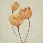 Tulpaner // 