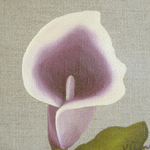Lila lilja // 