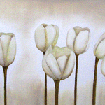 Vita tulpaner // 