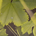 Daggkåpa // 23,5 x 32,5 cm