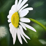 Prästkrage 3 // 50 x 50 cm