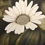 Prästkrage 4 // 65 x 85 cm