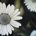 Prästkrage 5 // 65 x 85 cm