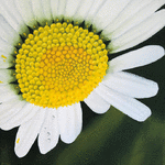 Prästkrage 6 // 30 x 30 cm