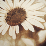 Prästkrage 8 // 90 x 90 cm